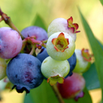 Blueberry, Powderblue (Rabbiteye)