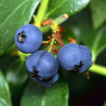 Blueberry, Premier (Rabbiteye)