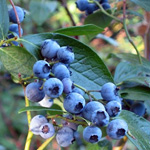 Blueberry, Tifblue (Rabbiteye)
