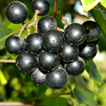 Grape, Muscadine Cowart