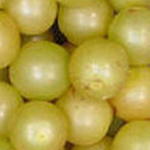 Grape, Muscadine Tara