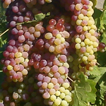Grape, Reliance Red Seedless