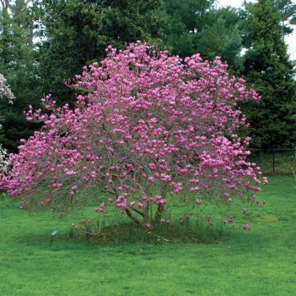 Jane Magnolia (Magnolia liliflora 'Jane')