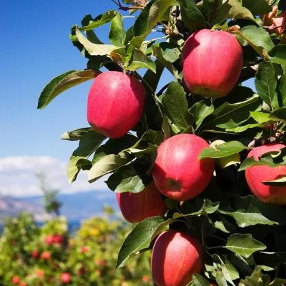 Apple Dwarf, Pink Lady