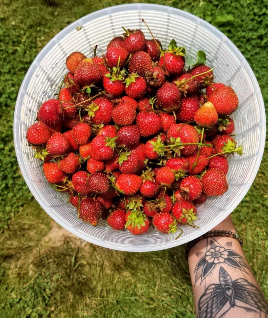 Price drop on Strawberries! plants for EVERYONE