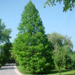 Bald Cypress, Native (Taxodium distichum)