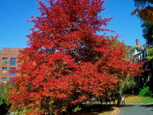 Black Gum, Native (Nyssa sylvatica)