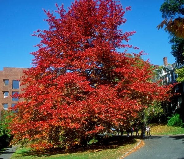 Black Gum, Native (Nyssa sylvatica)