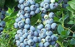 Blueberry, Brightwell (Rabbiteye)