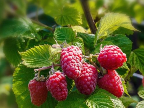 Raspberry, Caroline