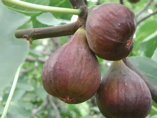 Fig