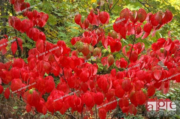 Dogwood, Cherokee Chief (Red Native) - Image 2