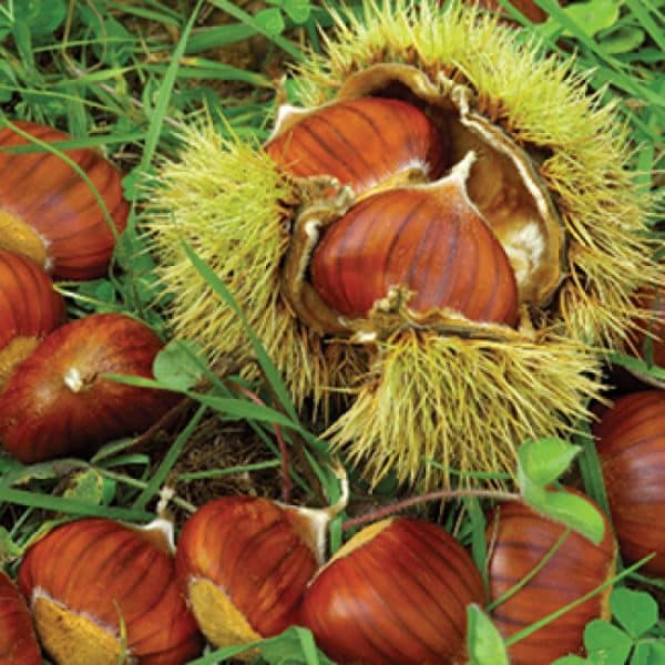Chestnut, Chinese - Image 2