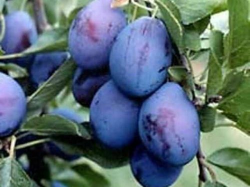 Plum Dwarf, Damson