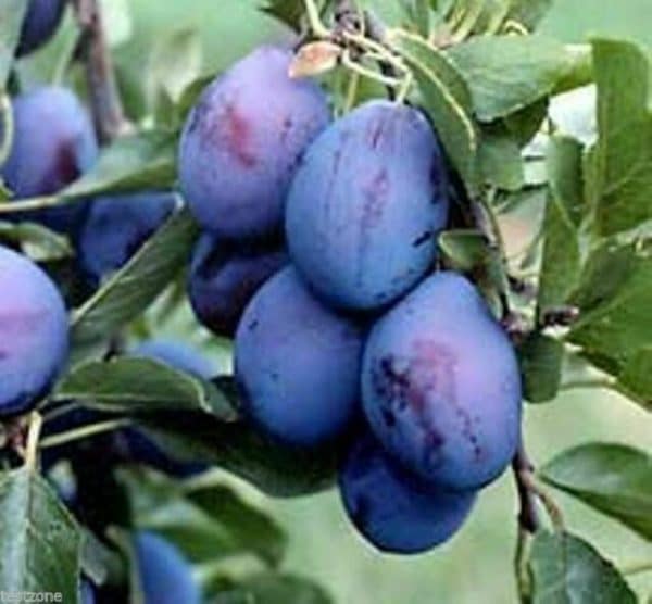 Plum Standard, Damson SMALLER SIZE
