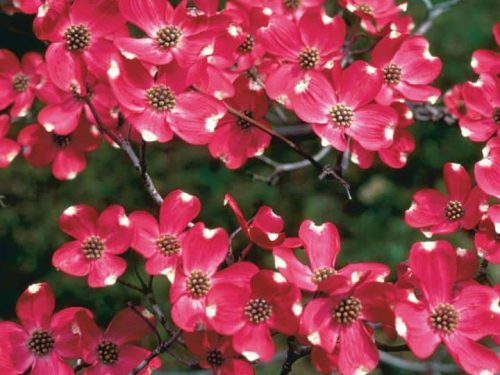Dogwood, Cherokee Chief (Red Native)