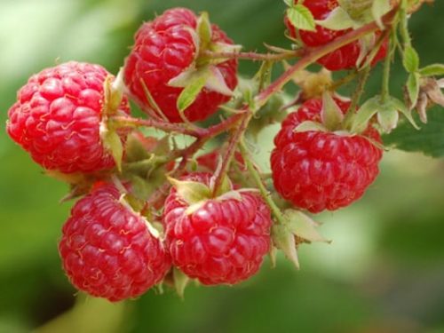 Raspberry, Dorman Red