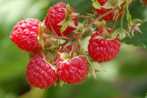 Raspberry, Dorman Red