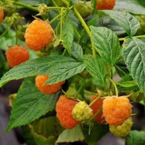Raspberry (Yellow), Fall Gold