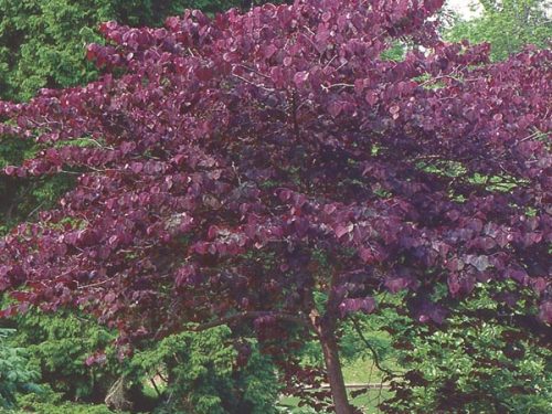 Redbud (Forest Pansy), Native