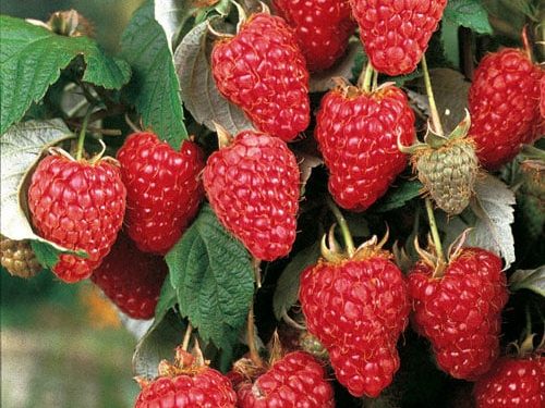 Raspberry