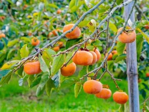 Persimmon (Japanese), Jiro