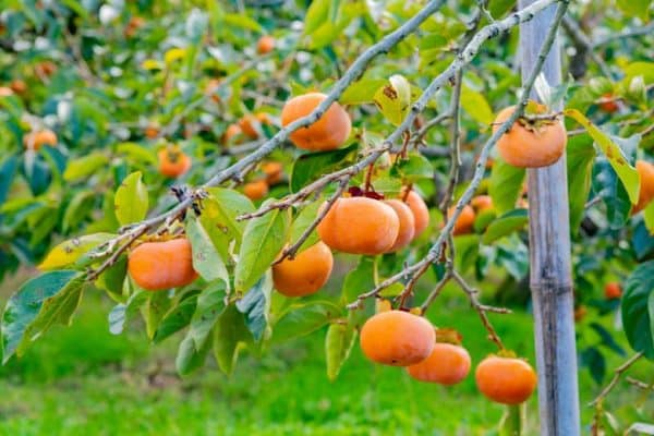 Persimmon (Japanese), Jiro