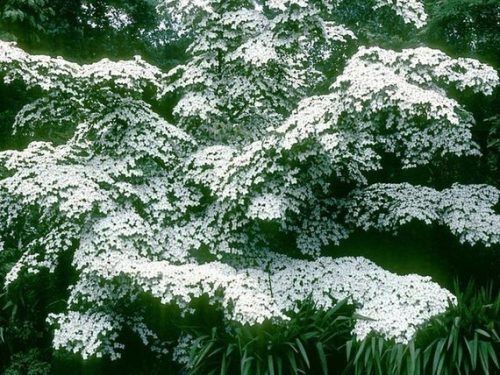 Dogwood, Kousa (Cornus kousa var chinensis)