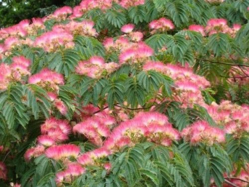 Mimosa, Standard (Albizia julibrissin)