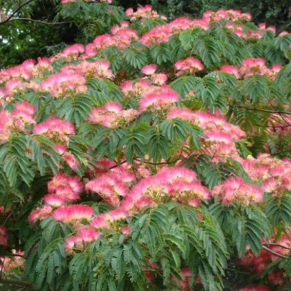 Mimosa, Standard (Albizia julibrissin)