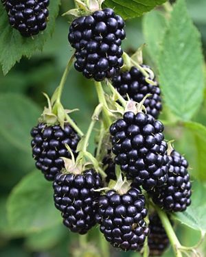 Blackberry, Natchez Erect
