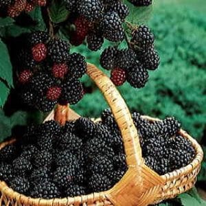 Blackberry, Navaho Erect