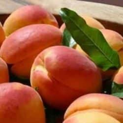 Nectarines Dwarf, Red Chief