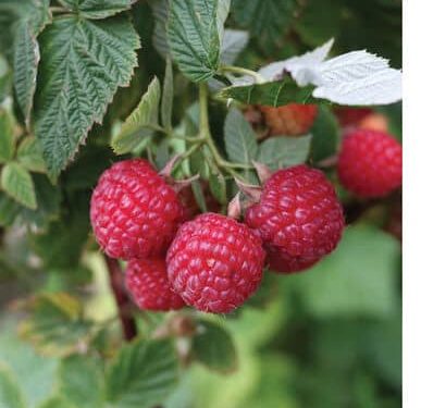 Raspberry, Nova