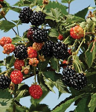 Blackberry, Ouachita Erect