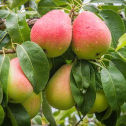 Pear Standard, Moonglow