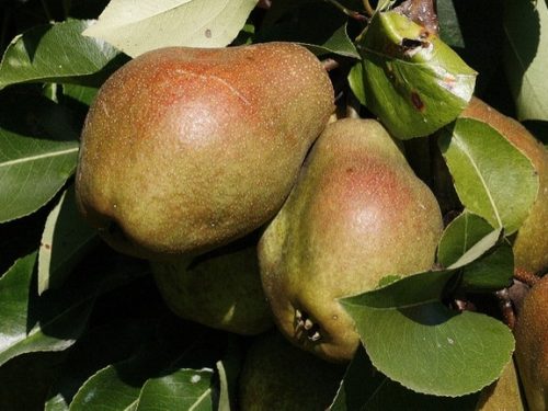 Pear Standard, Keiffer