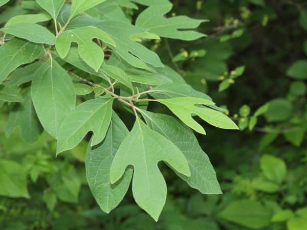 Sassafras, Native - Image 2