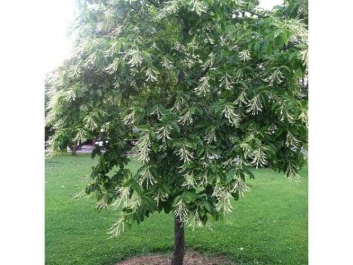 Sourwood, Native (Oxydendrum arboreum)