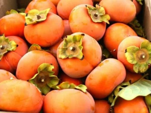 Persimmon, Yates