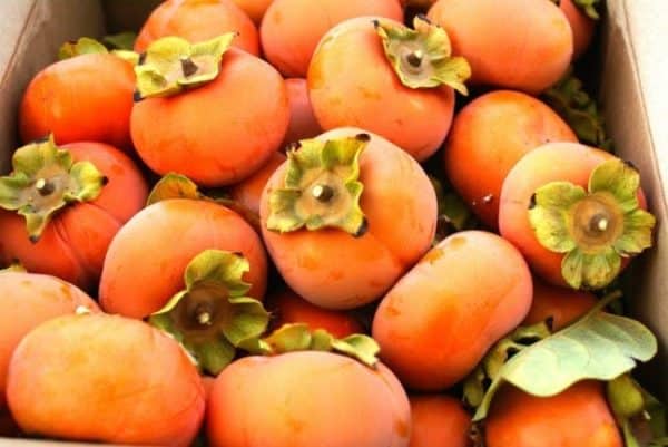 Persimmon, Yates