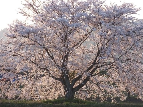 Cherry, Yoshino White (ornamental)