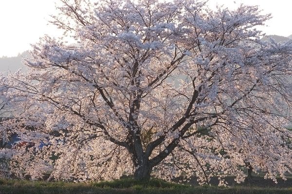 Cherry, Yoshino White (ornamental)