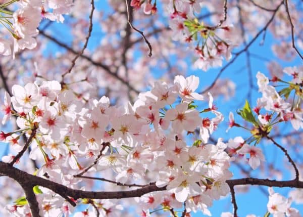 Cherry, Yoshino White (ornamental) - Image 2