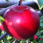 Apple Standard, Mcintosh