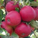 Apple Standard, Arkansas Black