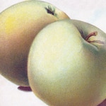 Apple Standard, Grimes Golden