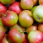 Apple Standard, Stayman Winesap