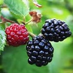Blackberry, Arapaho Erect