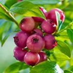 Blueberry, Pink Lemonade Dwarf (Rabbiteye)